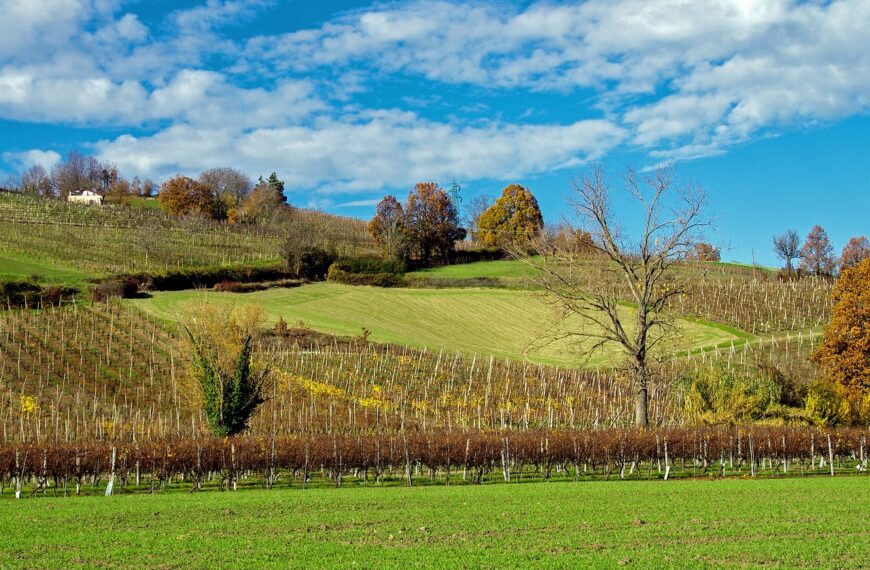 Discover How To Get Weed In Parma