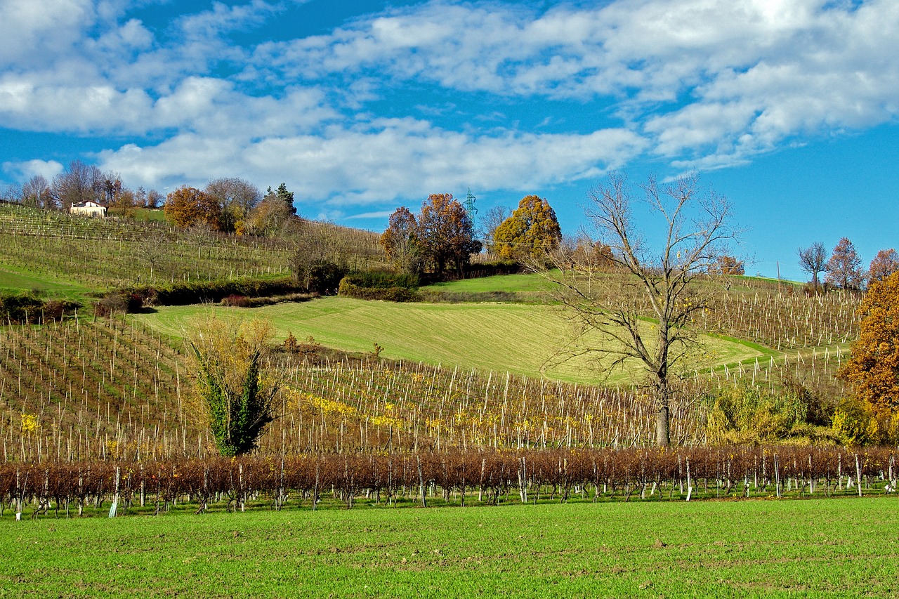 Discover How To Get Weed In Parma
