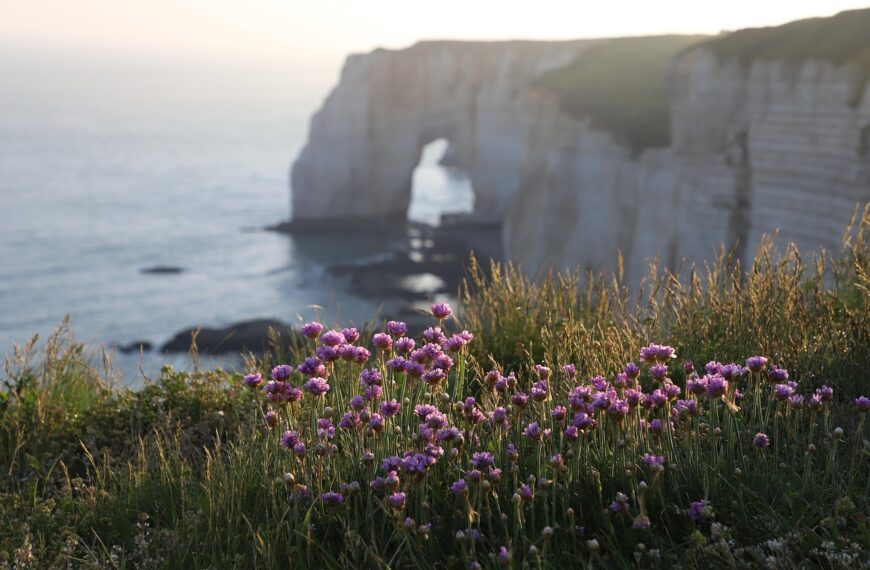 Discover How To Get Weed In Normandy