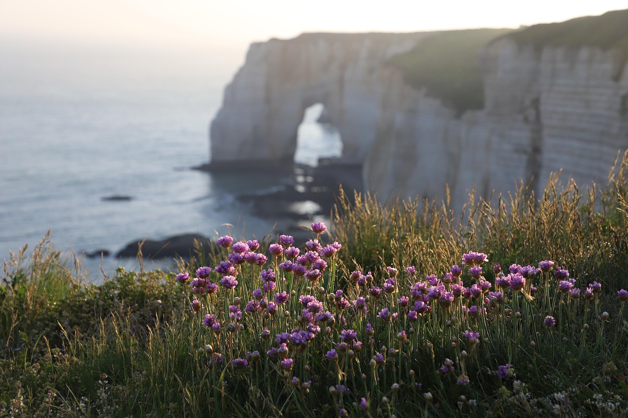 Discover How To Get Weed In Normandy
